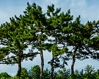 교목 소나무 이미지