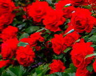 교화 장미 이미지